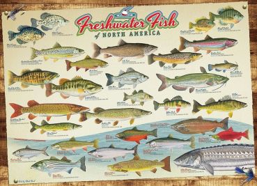 Пазл Cobble Hill "Пресноводные рыбы Северной Америки" 1000 деталей