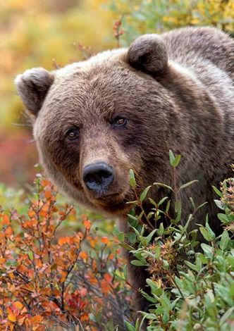 Пазл Trefl "Медведь Гризли, Аляска, США" Nature 1000 деталей