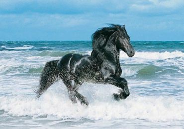 Пазл "Черная лошадь" 500 деталей