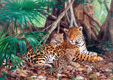 Пазл Castorland "Ягуары в джунглях" 3000 деталей