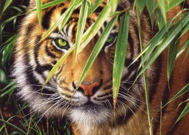 Пазл Castorland "Тигр" 1500 деталей