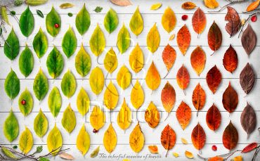 Пазл Pintoo "Многоцветье листьев" 1000 деталей