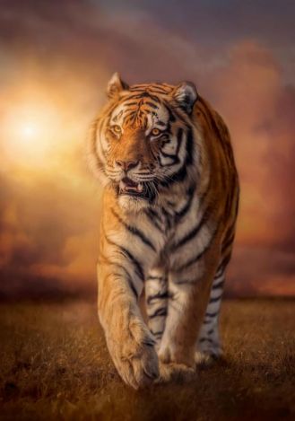 Пазл Clementoni "Тигр" 1500 деталей