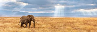 Пазл-панорама Clementoni "Потерявшийся слон" 1000 деталей