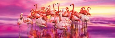 Пазл-панорама Clementoni "Розовые фламинго" 1000 деталей