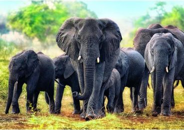 Пазл Trefl "Африканские слоны" 1000 деталей
