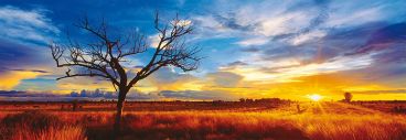 Пазл-панорама Schmidt "Дуб на закате Австралия" 1000 деталей