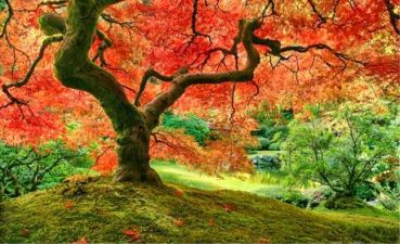Пазл Pintoo "Японский сад в Портленде" 1000 деталей