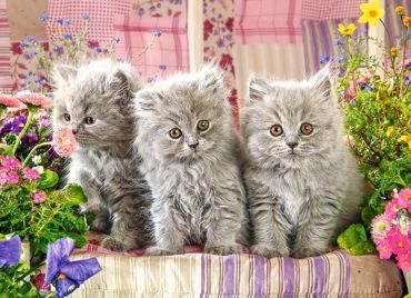 Пазл Castorland "Три котенка" 300 деталей