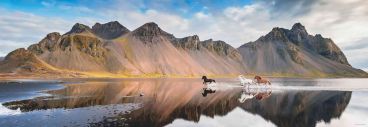 Пазл-панорама Heye "Лошади Исландии" 1000 деталей