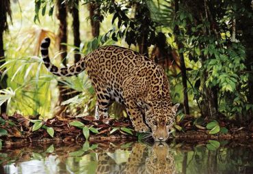Пазл "Леопард на водопое" 2000 деталей