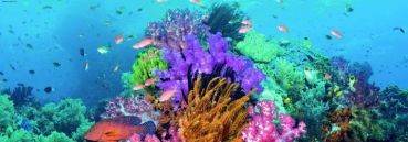 Пазл-панорама "Коралловый риф" 2000 деталей