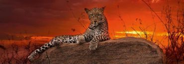 Пазл-панорама "Леопард на рассвете" 2000 деталей